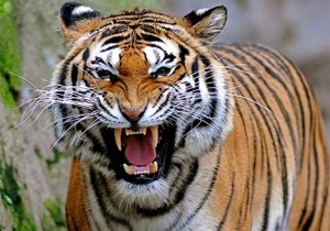 The tiger in my mind...beautiful and freaking scary.  